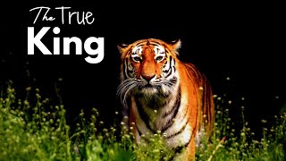 Tigers: The Largest and Most Powerful Wild Cats