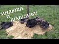 ГОТОВИМ ШАШЛЫК // ПЕРЕСЕЛЯЕМ ИНДЮШАТ