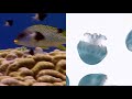Jellyfish 101 | Nat Geo Wild Mp3 Song