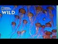 Jellyfish: Mysteries of the Ocean's Unique Invertebrates