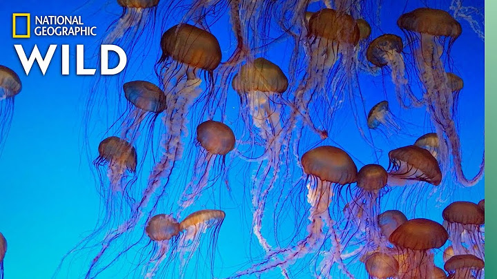 Ubur-ubur 101 | Nat Geo Wild