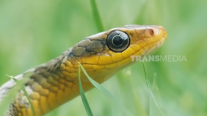 Yapon porno yubka ostida Mushuk ekstrakti bilan yashirin kamera porno