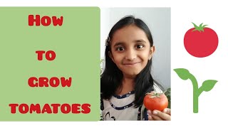 How to Grow Tomatoes | Kids Project | Planting for Kids | Kids Activity | Tomato in Balcony Garden