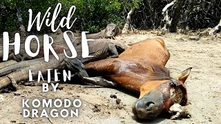 Komodo Dragons Brutally Eat Wild Horse