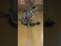 世界一足の速いクサガメ軍曹、猫を追いかけ回す【The world's fastest turtle sergeant chases cats around】