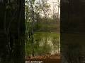 Tiger Vs Sambar Deer ÔÖ Å Best Moments ÔØñ Å Tiger Sighting Injoy ÔÖ Å Injoy Viral Tiger Vs Sambar Deer ÔÖ Å Best Moments ÔØñ Å Tiger Sighting Injoy ÔÖ Å Injoy Viral