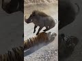 Warthog vs Tiger #WildFight #BeastDuel #WildAnimalClash #JungleBattle