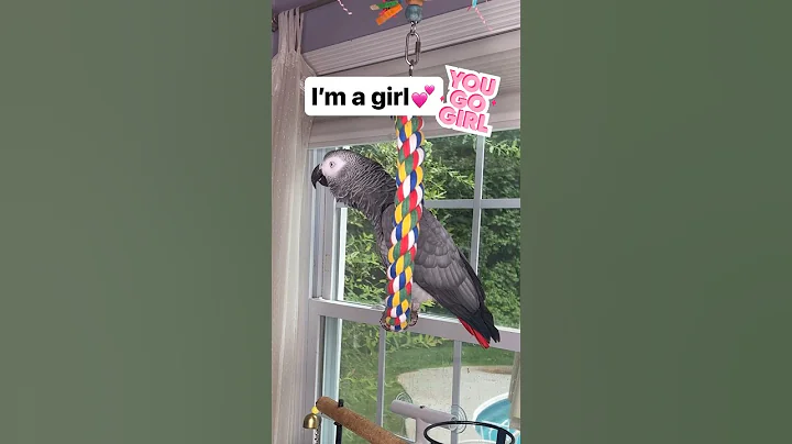 I’m a girl💕Yes, Symon the African Grey Talking Parrot is a girl🦜#symontheafricangreyparrot #birds