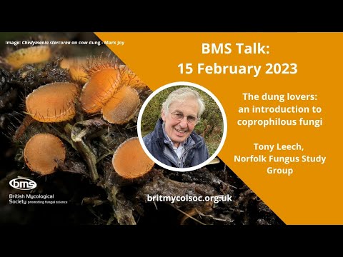 Video: Kur auga koprofiliniai grybai?