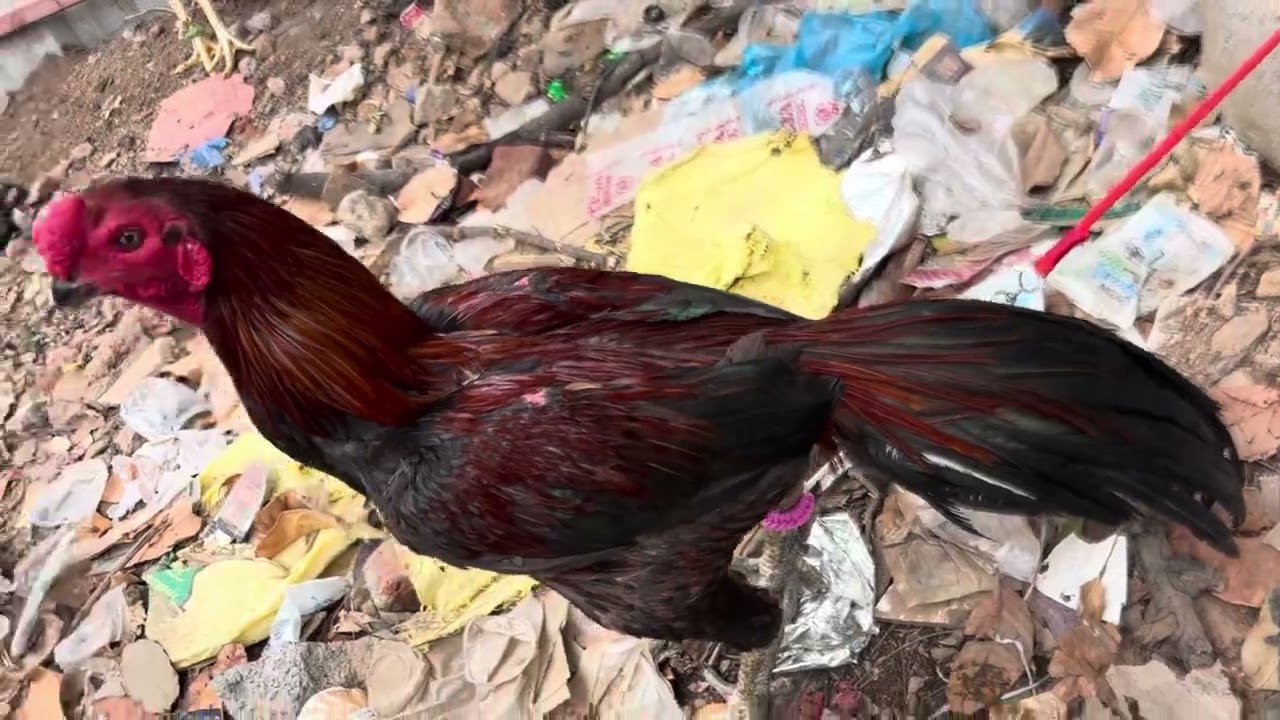 ERRAGADDA SUNDAY MARKET LOW PRICE ￼#viralvideos #aseelmurga #henfarming #youtubeshorts #assel