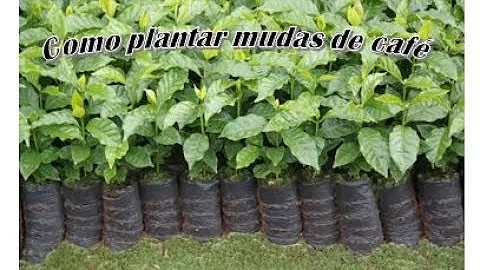 Qual o melhor café para plantar?