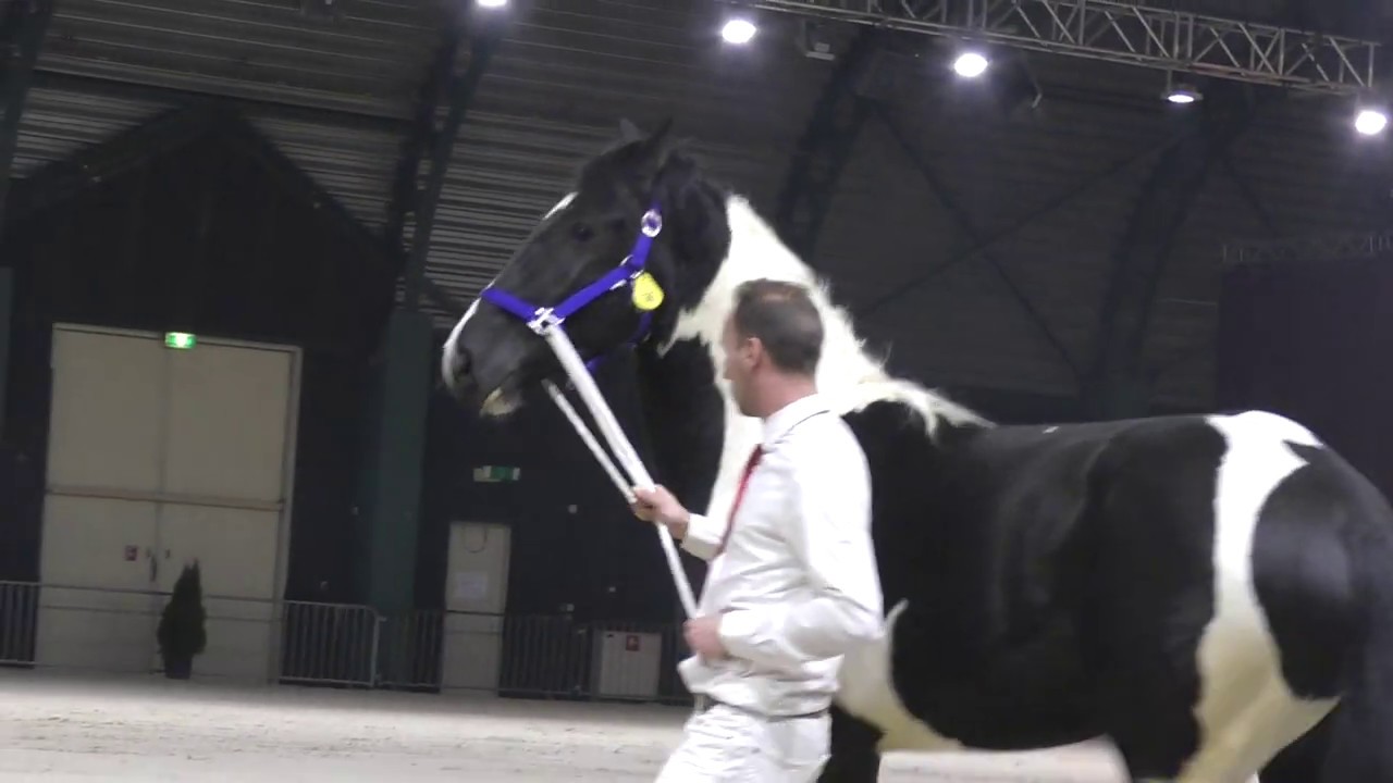 Pony- en paardenveiling Fries Congres Centrum Drachten, 22-02-2020