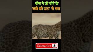 Mother Leopard Save Her Baby Fail and Hunt Eagle To Revenge #shorts