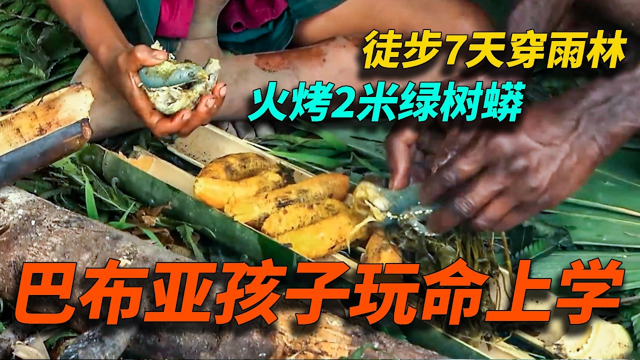 火烤2米绿树蟒，虫子当干粮，徒步7天穿雨林，巴布亚孩子的玩命上学路【萬物有光】