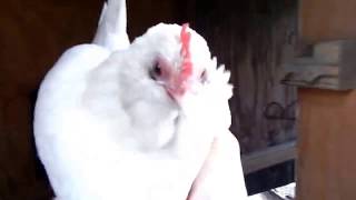 How to tell if your hen is broody