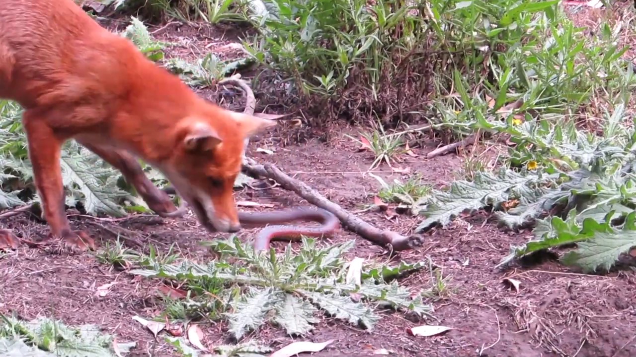 camera iphone 8 plus apk Fox Killing Copperhead Snake - Bend of Islands - 2019-02-13