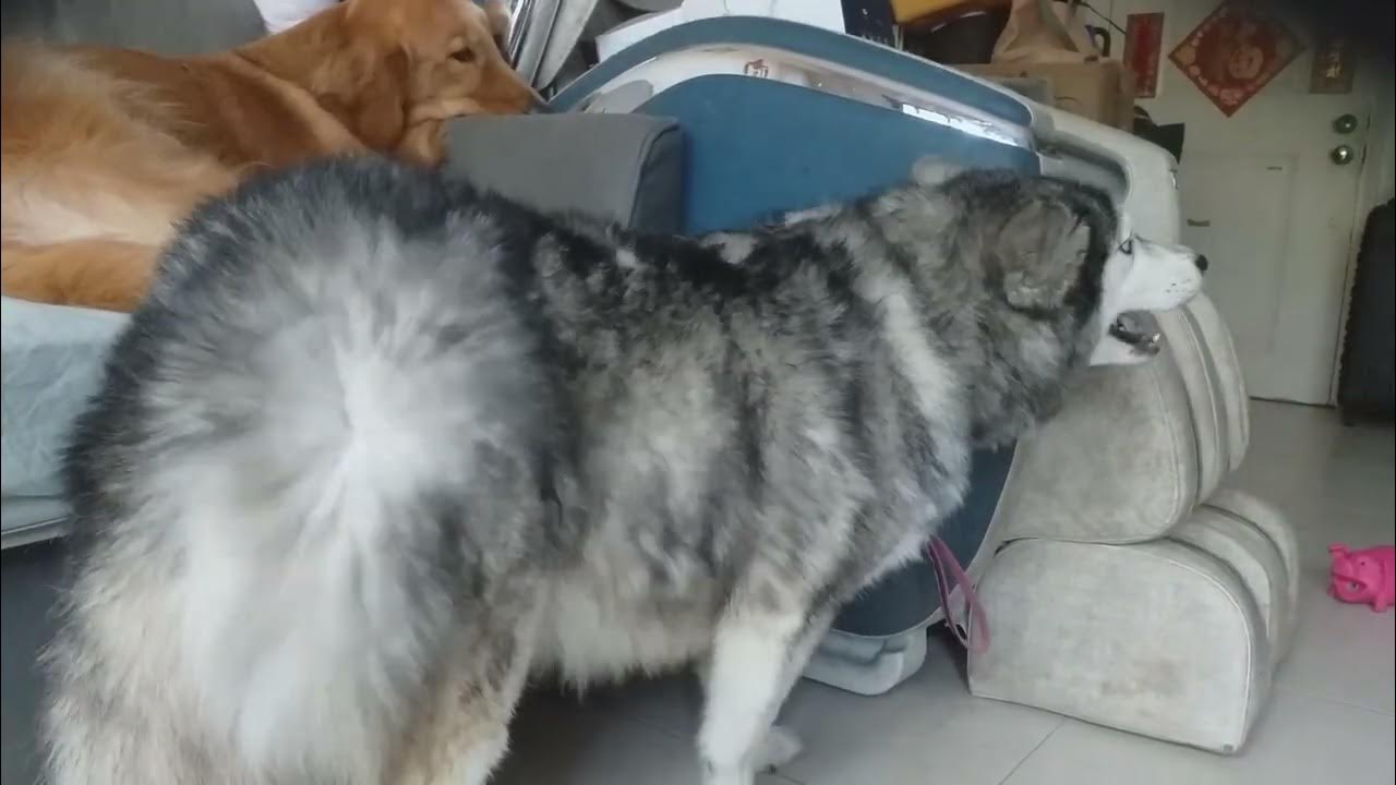 Husky is screaming.tells me to stop blow drying her hairsiberian husky screaming husky