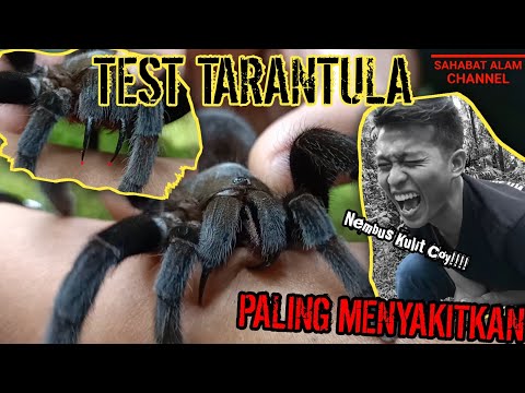 GIGITAN TARANTULA PALING MENYAKITKAN SAMPAI NEMBUS KULIT/GIGITAN TARANTULA JAWA(BITTEN BY TARANTULA)