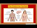 Unlocking the Endocrine System – For ICSE Class X Champs !