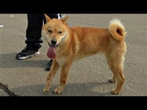 倶知安で北海道犬の展覧会 ４３匹がりりしい姿 14 04 27 北海道新聞 Youtube