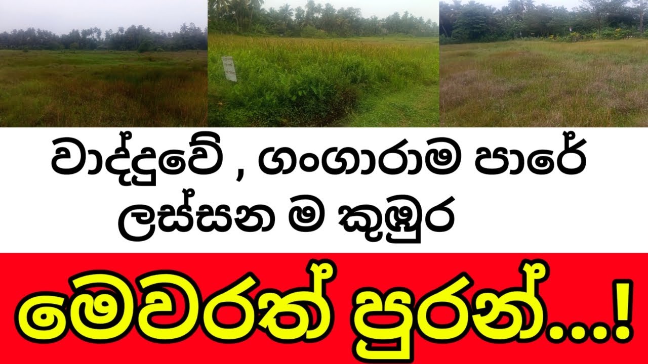 වාද්දුවේ ගංගාරාම පාරේ පුරන් කුඹුර මෙවරවත් අස්වද්දන්න...