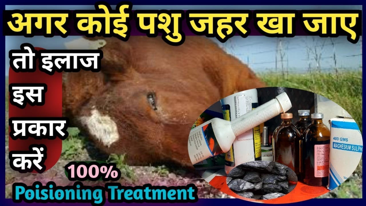अगर कोई पशु जहर(Poison)खा जाए तो इलाज ऐसे करें||Poisioning Treatment In All Animals||