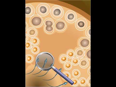 Vidéo: Qu'est-ce qui renforce la cellule ?