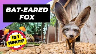 Bat-eared Fox 🦊 Adorable Ears, Deadly Skills! | 1 Minute Animals by 1 Minute Animals 4,060 views 1 month ago 1 minute, 4 seconds