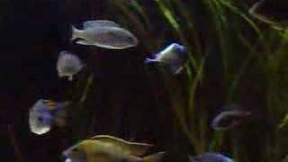 Download Lagu Protomelas marginatus - A Solha do Malawi