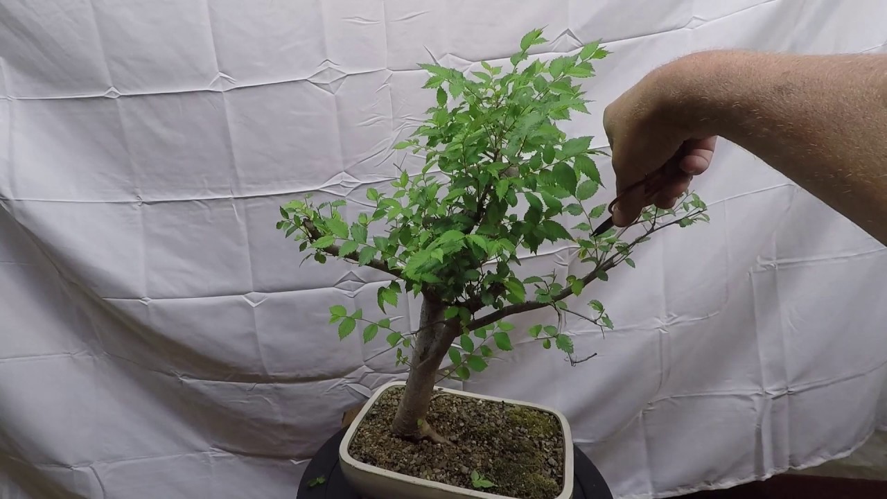 collected bonsai tree pruning to promote ramification YouTube
