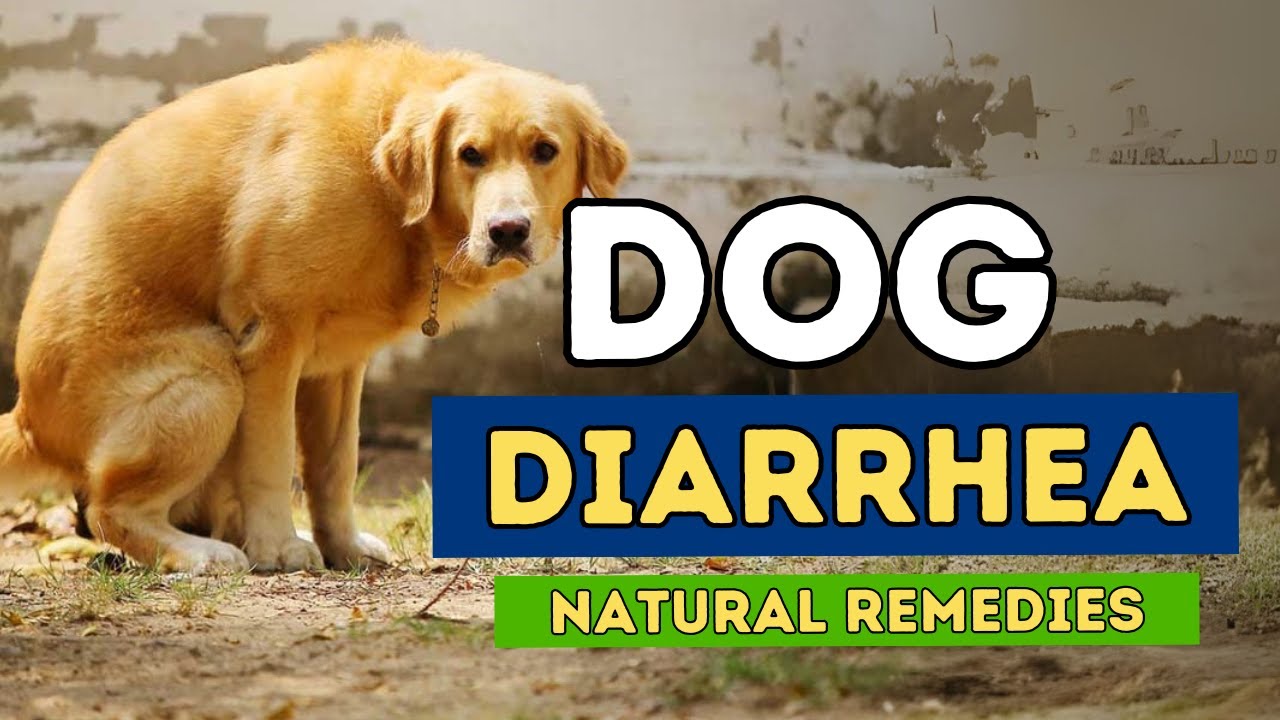 3 New Remedies For Dog Diarrhea