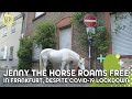 Jenny the horse roams free in Frankfurt, despite Covid-19 lockdown