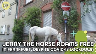 Jenny the horse roams free in Frankfurt, despite Covid19 lockdown