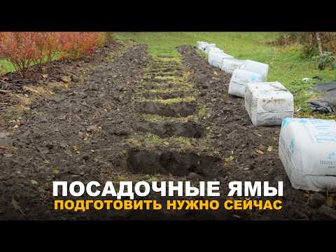 PREPARING PLANTING HOLES IN ADVANCE. How to prepare the soil for trees and shrubs so everything t...