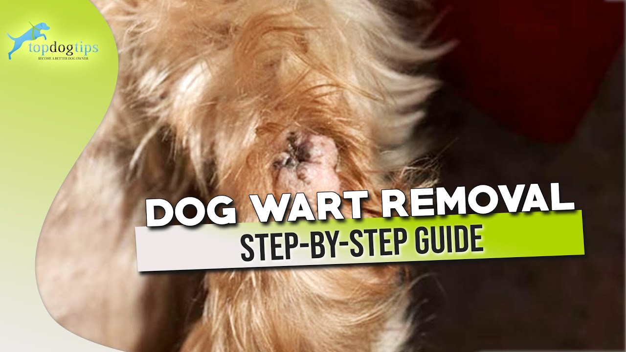 what do warts on dogs look like