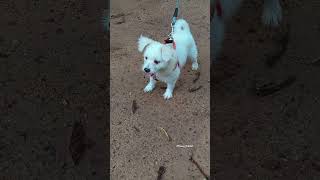 #dogshorts #dogfight #dogfighter #petfight #petplanet #dogplaytime #dogplayingvideo