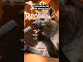 The Moment You Realize Hyenas Are Not Just Scavengers