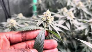 Flower Update | PRE HARVEST | HOW TO GROW #growyours #homegrown