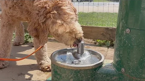 How to keep your pets safe in extreme heat