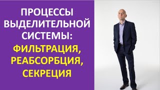 14.  Процессы выделительной системы: фильтрация, реабсорбция, секреция