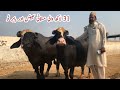 World Famous Bull Babar 2 and 31 Lack wali Mastanj of Haji Shaukat Doggar ll Anmol Cattle Farm