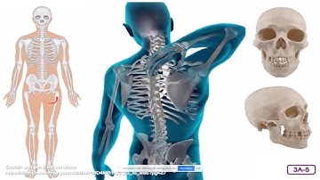 Unit 3 The Skeletal System: Appendicular Bones