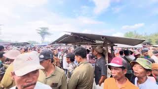 Suasana pasar sapi Tanah merah Bangkalan MADURA @zamifarm_official9501