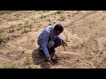 Melia dubia plantation journey of 3 years