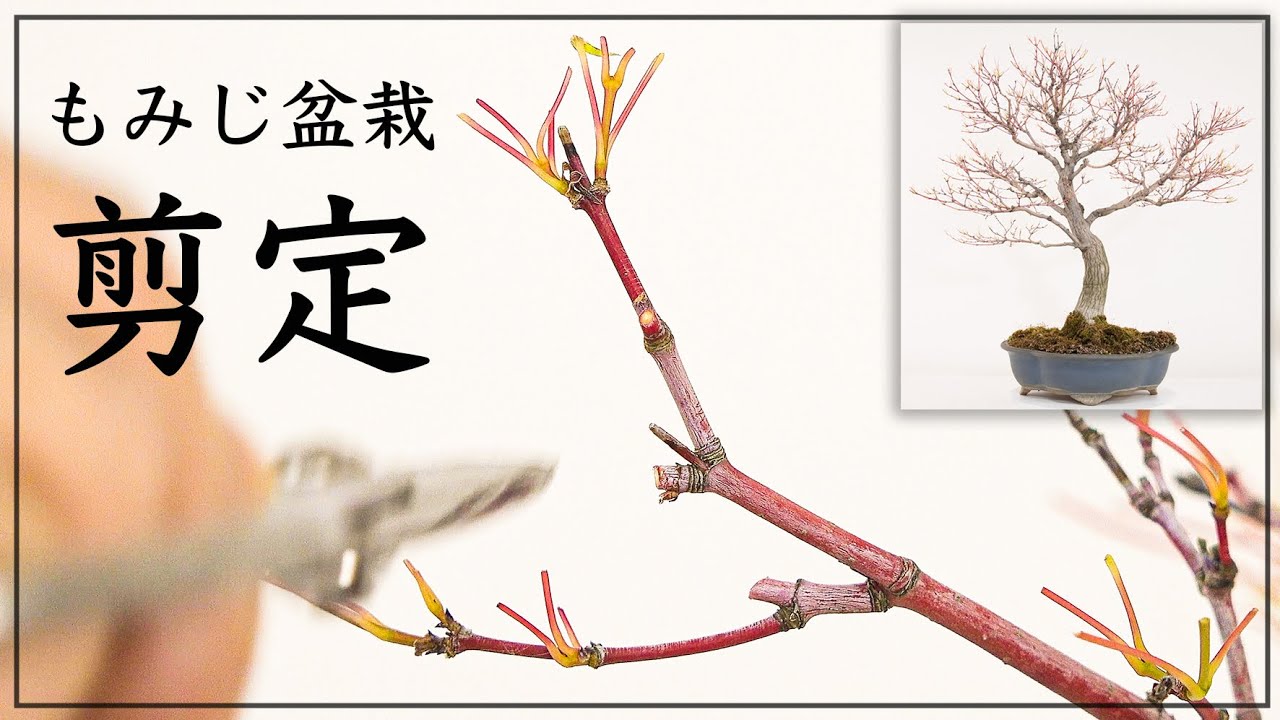 もみじ盆栽の剪定方法 How To Prune Maple Bonsai Youtube