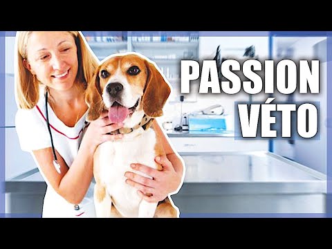 Vidéo: Demandez à un vétérinaire: Comment garder mon chien à un poids santé?