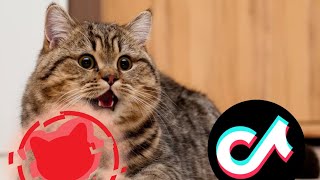 СМЕШНЫЕ КОТЫ ИЗ ТИКТОКА | funny cats 😺