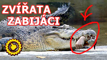 Kdo je nejjohroženější africká zvířata?