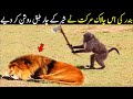 You Will Be Surprised To See This Action Of The Monkey | Planet Earth