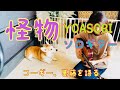 怪物 / YOASOBI ソロギター 。かわいいコーギー、葛藤を語る。